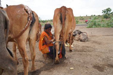 AMRAVATI, MAHARASHTRA, INDIA 27 HAZİRAN 2020: Yerel süt çiftliğinde ineğini sağan bir mandıra çiftçisi, Hint tarım sahnesi.
