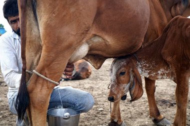 AMRAVATI, MAHARASHTRA, INDIA 27 HAZİRAN 2020: Yerel süt çiftliğinde ineğini sağan bir mandıra çiftçisi, Hint tarım sahnesi.
