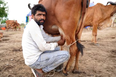 AMRAVATI, MAHARASHTRA, INDIA 27 HAZİRAN 2020: Yerel süt çiftliğinde ineğini sağan bir mandıra çiftçisi, Hint tarım sahnesi.