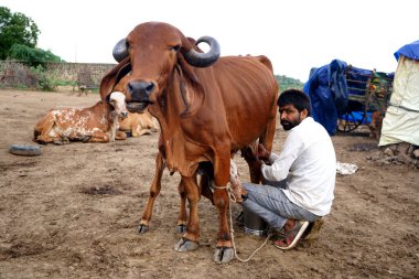 AMRAVATI, MAHARASHTRA, INDIA 27 HAZİRAN 2020: Yerel süt çiftliğinde ineğini sağan bir mandıra çiftçisi, Hint tarım sahnesi.