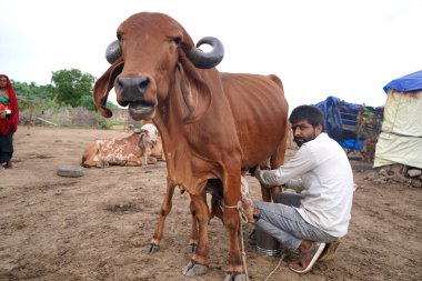 AMRAVATI, MAHARASHTRA, INDIA 27 HAZİRAN 2020: Yerel süt çiftliğinde ineğini sağan bir mandıra çiftçisi, Hint tarım sahnesi.