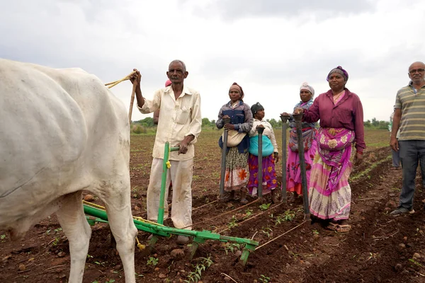 Akola Maharashtra India Hazi Ran 2020 Öküzlerle Çalışan Çiftçi Tarlada — Stok fotoğraf