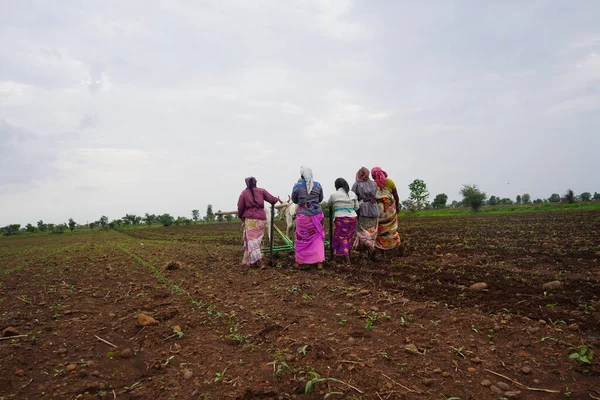 Akola Maharashtra India Juni 2020 Boer Werkt Met Paar Ossen — Stockfoto