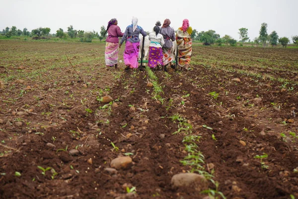 Akola Maharashtra India Juni 2020 Jordbrukare Som Arbetar Med Par — Stockfoto
