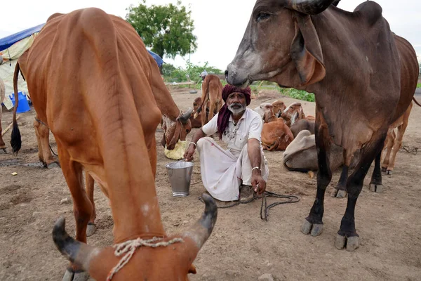 Amravati Maharashtra India Липня 2020 Молочний Фермер Який Доїть Свою — стокове фото