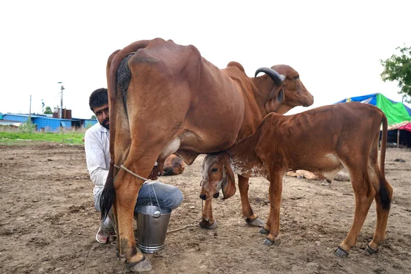 Amravati Maharashtra India Červen 2020 Chovatel Dojnic Dojící Svou Krávu — Stock fotografie