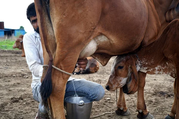 2020年6月27日 印度马哈拉施特拉邦Amravati 一位奶牛饲养者在当地奶牛饲养场挤奶 — 图库照片