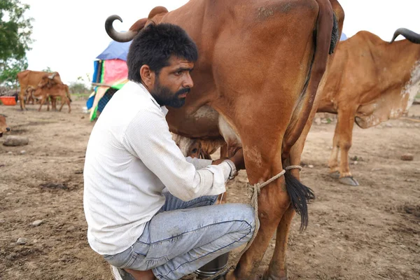 2020年6月27日 印度马哈拉施特拉邦Amravati 一位奶牛饲养者在当地奶牛饲养场挤奶 — 图库照片
