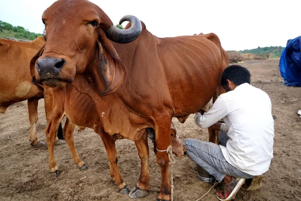 Amravati Maharashtra India Červen 2020 Chovatel Dojnic Dojící Svou Krávu — Stock fotografie