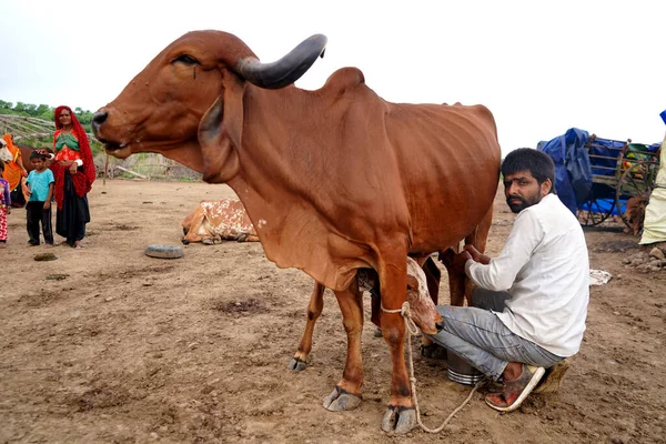 Amravati Maharashtra India Červen 2020 Chovatel Dojnic Dojící Svou Krávu — Stock fotografie