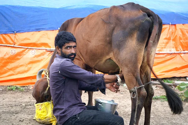 Amravati Maharashtra India Červen 2020 Chovatel Dojnic Dojící Svou Krávu — Stock fotografie