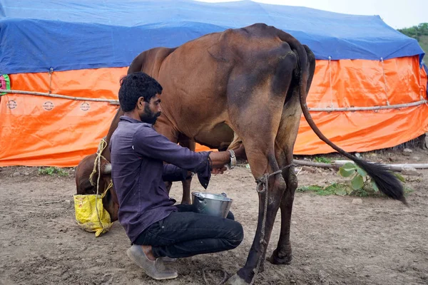 Amravati Maharashtra India Červen 2020 Chovatel Dojnic Dojící Svou Krávu — Stock fotografie