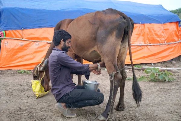 Amravati Maharashtra India Červen 2020 Chovatel Dojnic Dojící Svou Krávu — Stock fotografie