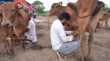 AMRAVATI, MAHARASHTRA, INDIA 27 HAZİRAN 2020: Yerel süt çiftliğinde ineğini sağan bir mandıra çiftçisi, Hint tarım sahnesi.