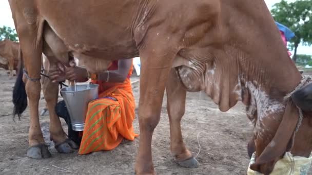 Ein Milchbauer Melkt Seine Kuh — Stockvideo