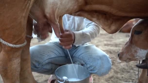 奶农给奶牛挤奶 — 图库视频影像