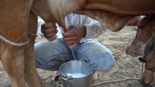 Mjölkbonde Som Mjölkar Sin — Stockvideo