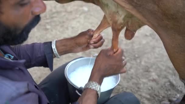 Amravati Maharashtra Índia Junho 2020 Agricultor Leiteiro Ordenhando Sua Vaca — Vídeo de Stock