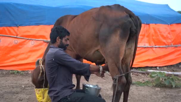 2020年6月27日 印度马哈拉施特拉邦Amravati 一位奶牛饲养者在当地奶牛饲养场挤奶 — 图库视频影像
