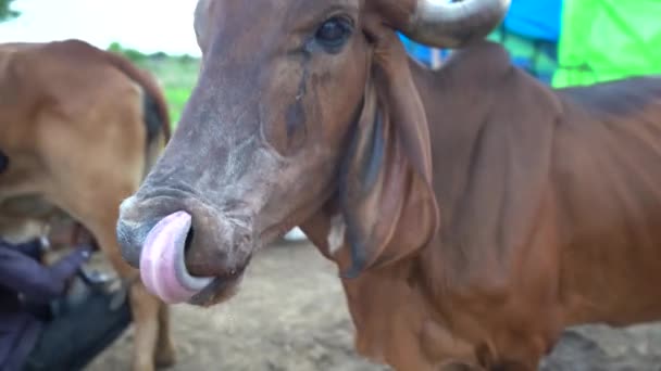 Amravati Maharashtra Inde Juin 2020 Producteur Laitier Traire Vache Dans — Video