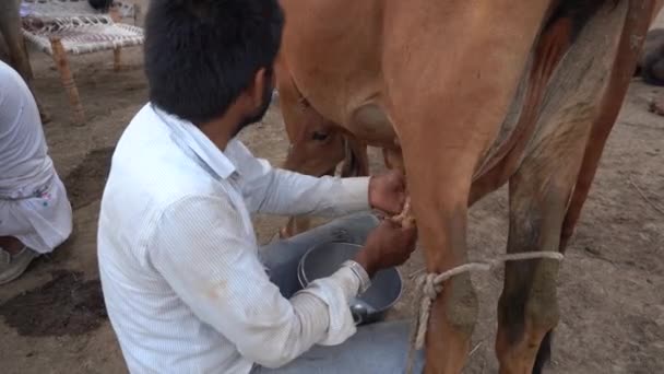 Amravati マハラシュトラ州 インド2020年6月27日 地元の酪農場で牛を搾乳する酪農家 インドの農業シーン — ストック動画