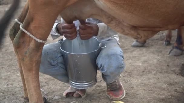 Een Melkveehouder Melkt Zijn Koe — Stockvideo