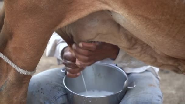 Fazendeiro Laticínios Ordenhando Sua Vaca — Vídeo de Stock