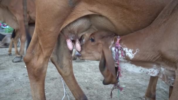 Schattig Kalf Drinkmelk Van Moederkoe — Stockvideo