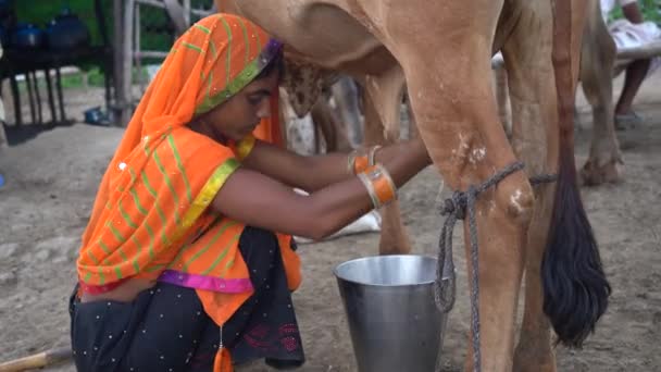 2020年6月27日 印度马哈拉施特拉邦Amravati 一位奶牛饲养者在当地奶牛饲养场挤奶 — 图库视频影像