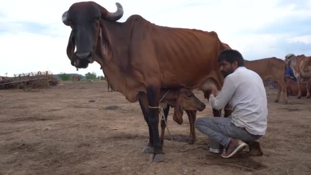 Amravati Maharashtra インド2020年6月27日 ヤギや羊の群れで安定したRebariコミュニティの農村部の人々 レバリはラジャスタン州の遊牧民のコミュニティです — ストック動画