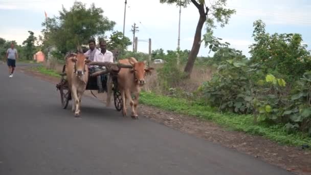 Amravati Maharashtra India Czerwca 2017 Niezidentyfikowani Indyjscy Rolnicy Wózkiem Bydło — Wideo stockowe