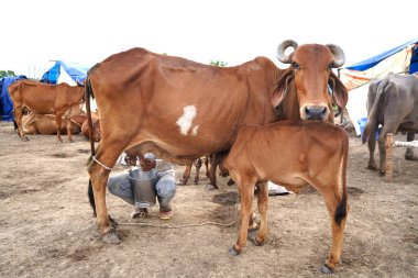 Hindistan 'dan gelen inek ve buzağı çiftliği sahnesinde