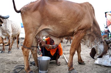 AMRAVATI, MAHARASHTRA, INDIA 27 HAZİRAN 2020: Yerel süt çiftliğinde ineğini sağan bir mandıra çiftçisi, Hint tarım sahnesi.