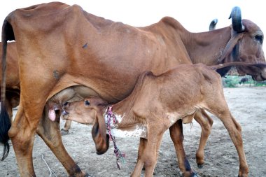 Hindistan 'dan gelen inek ve buzağı çiftliği sahnesinde