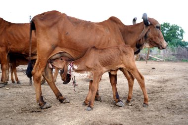 Hindistan 'dan gelen inek ve buzağı çiftliği sahnesinde