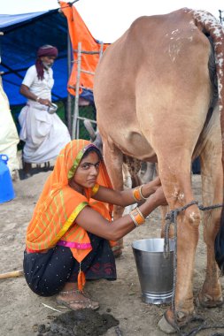 AMRAVATI, MAHARASHTRA, INDIA 27 HAZİRAN 2020: Yerel süt çiftliğinde ineğini sağan bir mandıra çiftçisi, Hint tarım sahnesi.