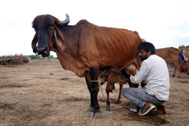 AMRAVATI, MAHARASHTRA, INDIA 27 HAZİRAN 2020: Yerel süt çiftliğinde ineğini sağan bir mandıra çiftçisi, Hint tarım sahnesi.