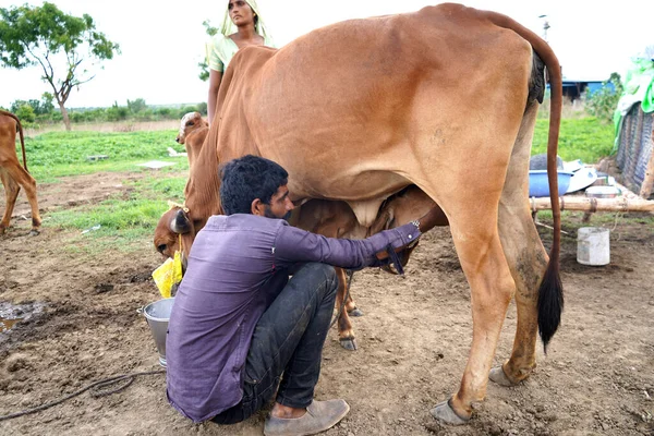 Amravati Maharashtra India Červen 2020 Chovatel Dojnic Dojící Svou Krávu — Stock fotografie