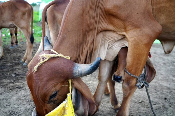 Kráva Tele Zemědělské Scéně Indie — Stock fotografie