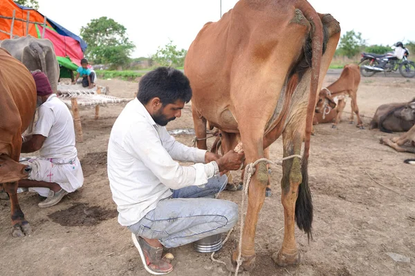 Amravati Maharashtra India Červen 2020 Chovatel Dojnic Dojící Svou Krávu — Stock fotografie