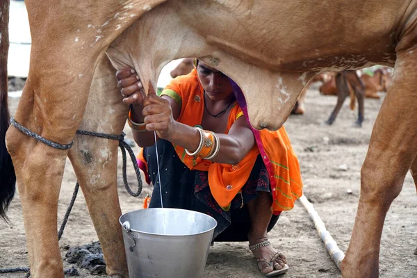 Amravati Maharashtra India Červen 2020 Chovatel Dojnic Dojící Svou Krávu — Stock fotografie