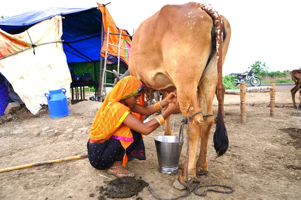 Amravati Maharashtra India Červen 2020 Chovatel Dojnic Dojící Svou Krávu — Stock fotografie