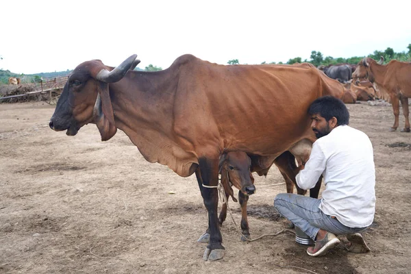 Amravati Maharashtra India Červen 2020 Chovatel Dojnic Dojící Svou Krávu — Stock fotografie