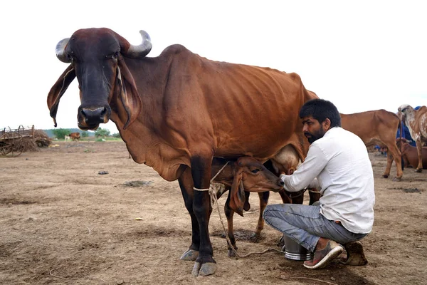 Amravati Maharashtra India Červen 2020 Chovatel Dojnic Dojící Svou Krávu — Stock fotografie