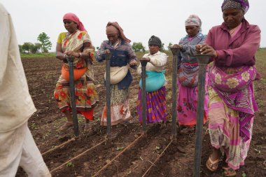 AKOLA, MAHARASHTRA, INDIA 23 HAZİRAN 2020: Çiftçiler geleneksel yollarla tarlaya soya tohumu ekiyorlar. Tarlada çalışmak için öküz kullanan çiftçi, Hint tarım sahnesi.