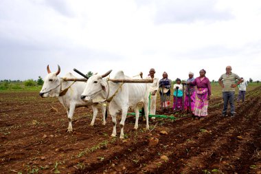 AKOLA, MAHARASHTRA, INDIA 23 HAZİRAN 2020: Çiftçiler geleneksel yollarla tarlaya soya tohumu ekiyorlar. Tarlada çalışmak için öküz kullanan çiftçi, Hint tarım sahnesi.