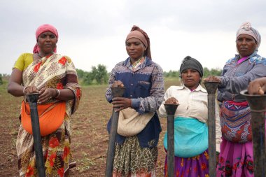 AKOLA, MAHARASHTRA, INDIA 23 HAZİRAN 2020: Çiftçiler geleneksel yollarla tarlaya soya tohumu ekiyorlar. Tarlada çalışmak için öküz kullanan çiftçi, Hint tarım sahnesi.