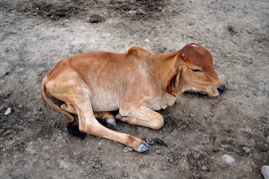 Hindistan 'dan gelen inek ve buzağı çiftliği sahnesinde