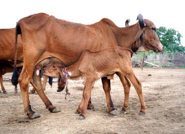 Hindistan 'dan gelen inek ve buzağı çiftliği sahnesinde