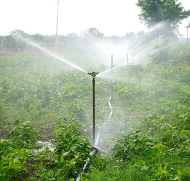 Fıskiyeler, otomatik sulama sistemi çiftlikte sulanıyor, Maharashtra, Hindistan.